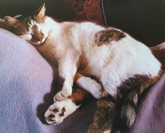 Animaux Perdus Et Trouves Au 21 01 Azay Sur Cher Animaux Perdus Et Trouves Au 21 01 Azay Sur Cher